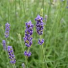 Lavendel im Garten