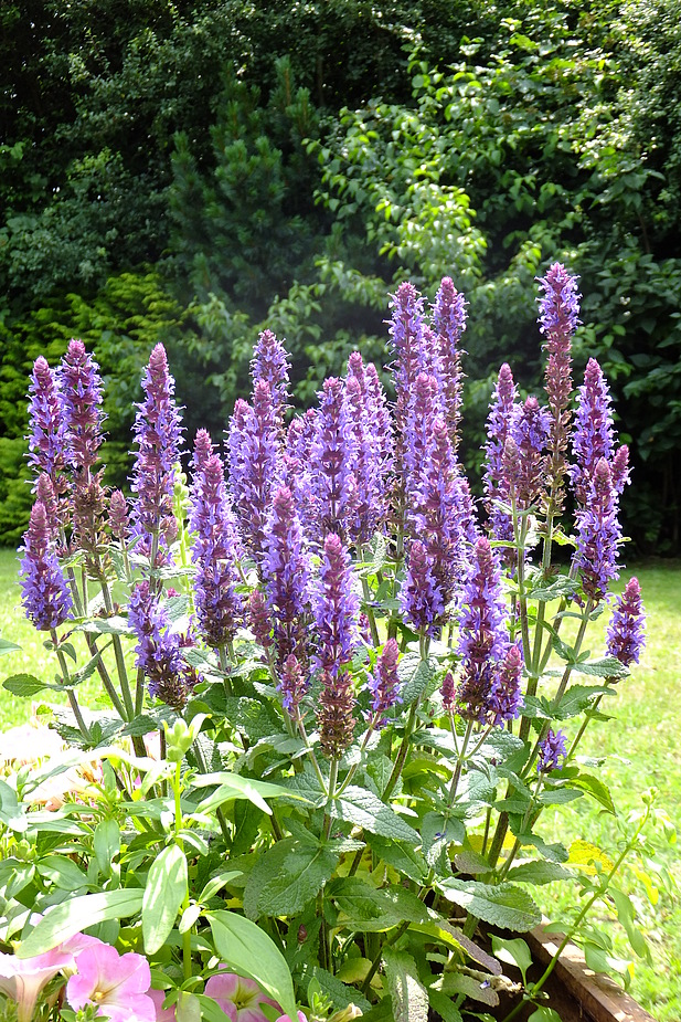 Lavendel im Garten