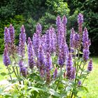 Lavendel im Garten