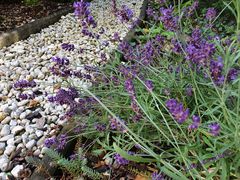 Lavendel im Garten