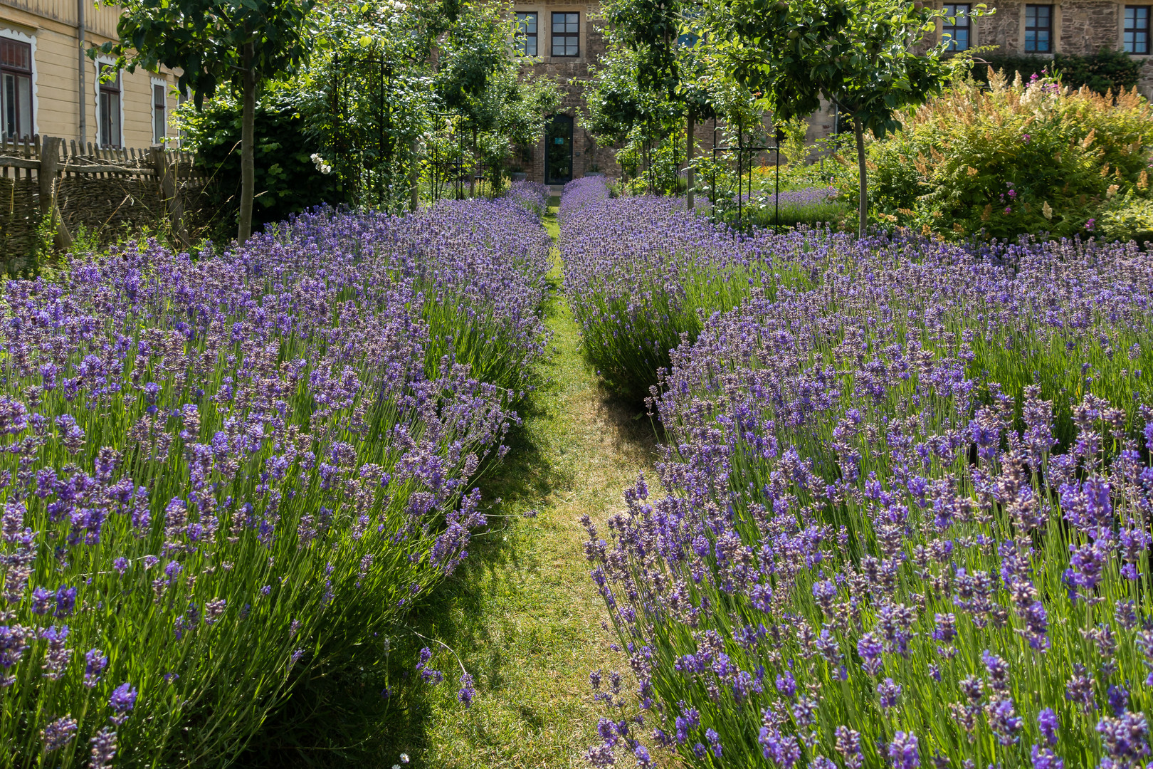 Lavendel im Garten von Kloster Michaelstein