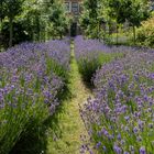 Lavendel im Garten von Kloster Michaelstein