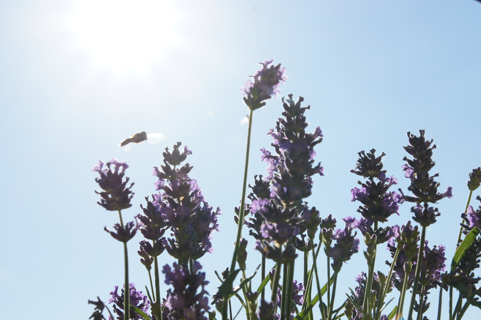 Lavendel im Gegenlicht