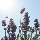 Lavendel im Gegenlicht