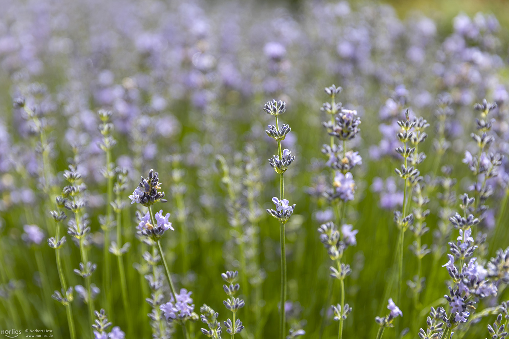 Lavendel im Gegenlicht