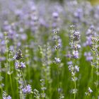 Lavendel im Gegenlicht