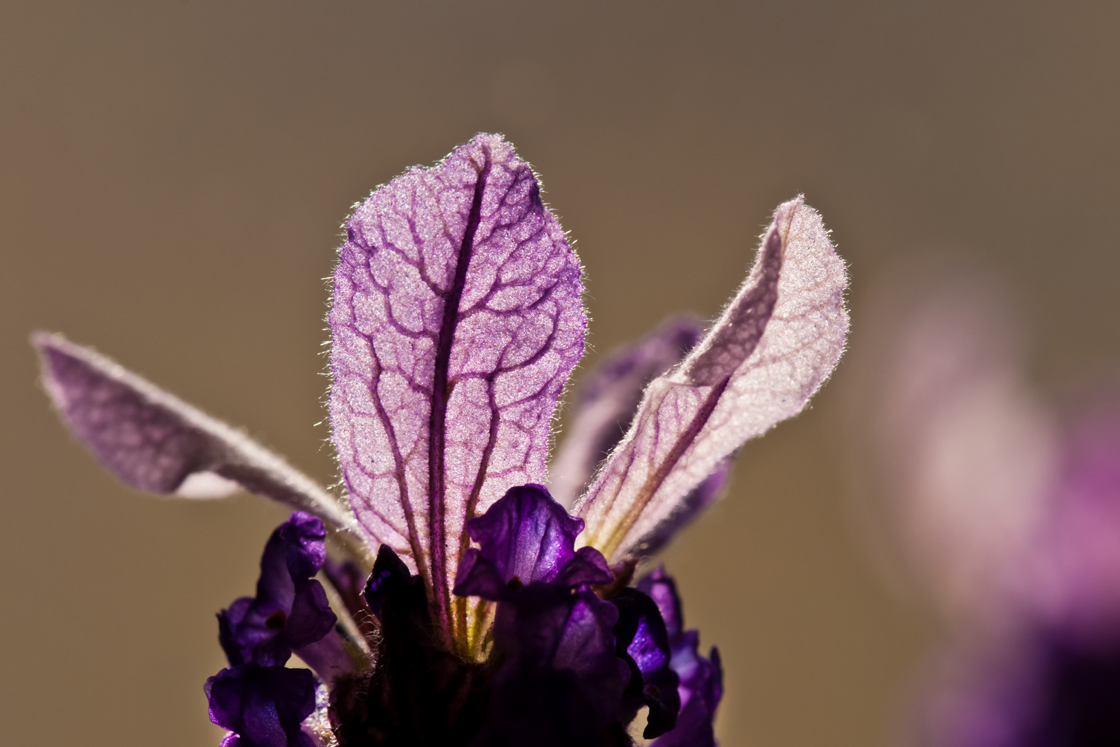 Lavendel im Gegenlicht