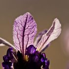 Lavendel im Gegenlicht