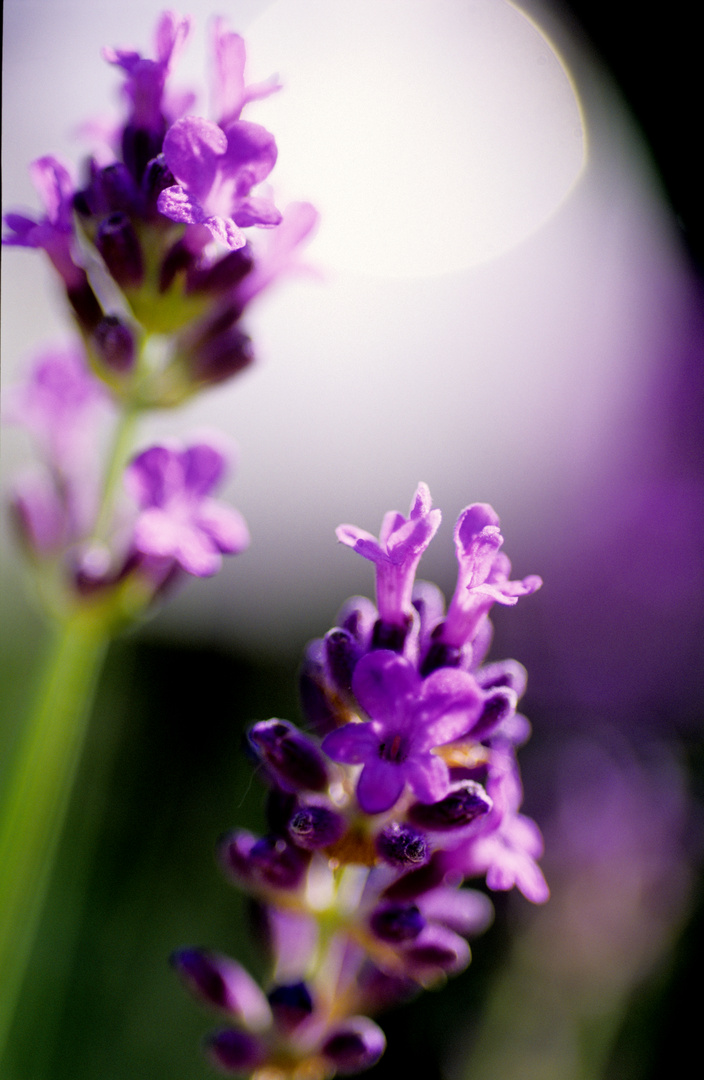 Lavendel im Gegenlicht,