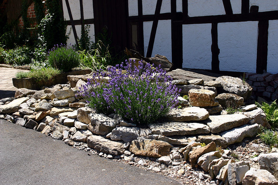 Lavendel im Geröllbeet Foto & Bild landschaft, garten