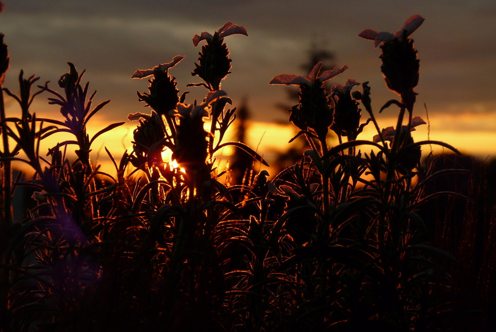 Lavendel im Glanz der untergehenden Sonne