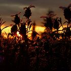 Lavendel im Glanz der untergehenden Sonne