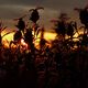 Lavendel im Glanz der untergehenden Sonne