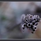 Lavendel im Herbst