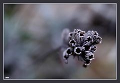 Lavendel im Herbst