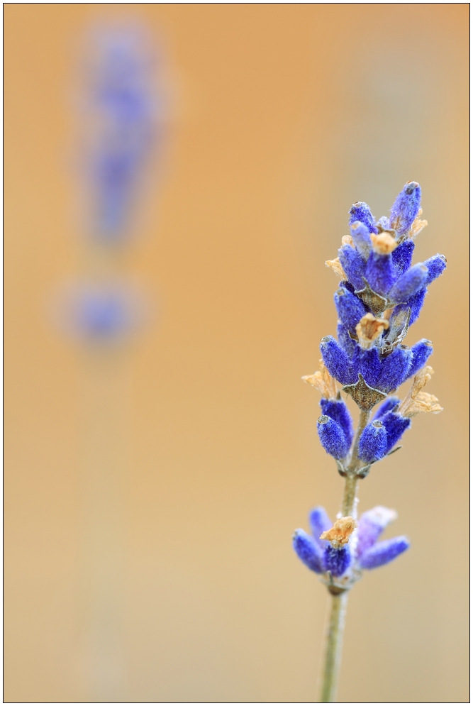 Lavendel im Januar