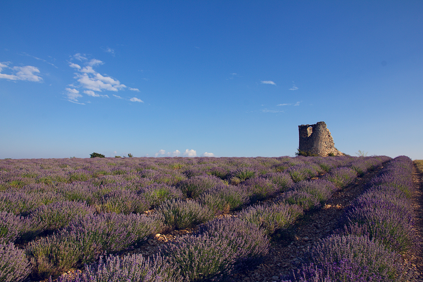 Lavendel im Juli