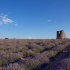 Lavendel im Juli