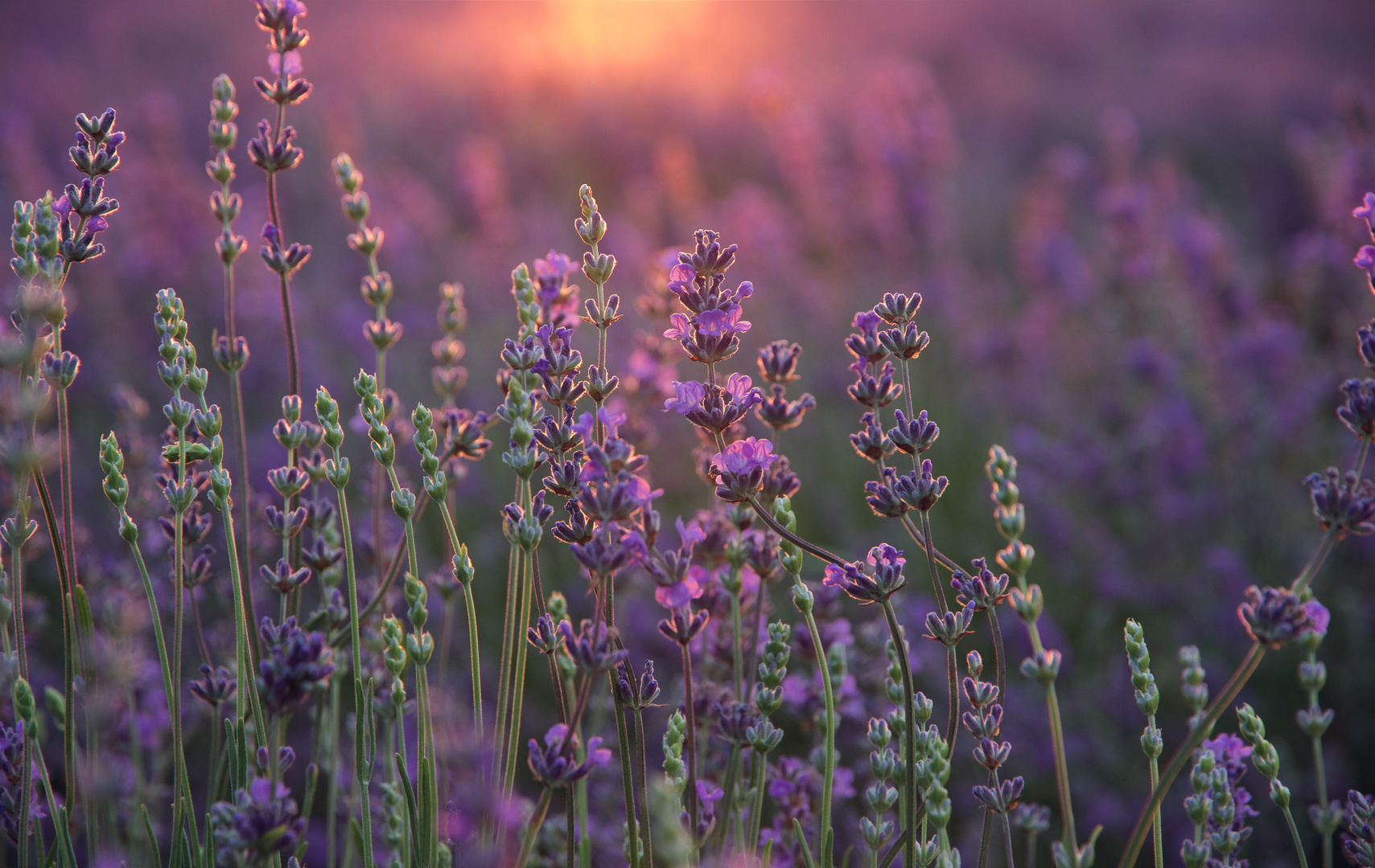 Lavendel im letzten Sonnenlicht