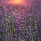 Lavendel im letzten Sonnenlicht