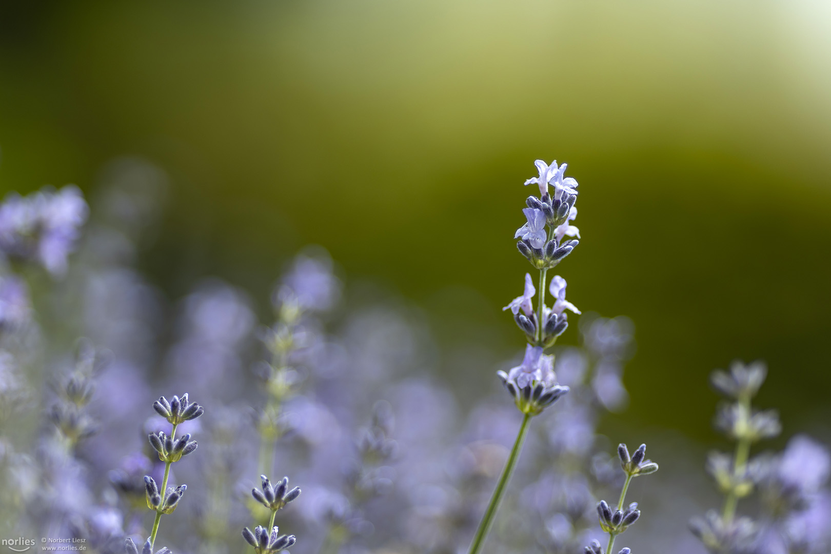 Lavendel im Licht