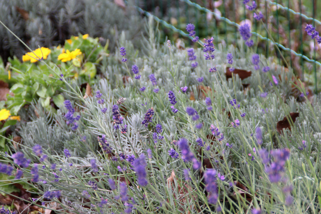 Lavendel im November Foto & Bild pflanzen, samen, natur, herbst