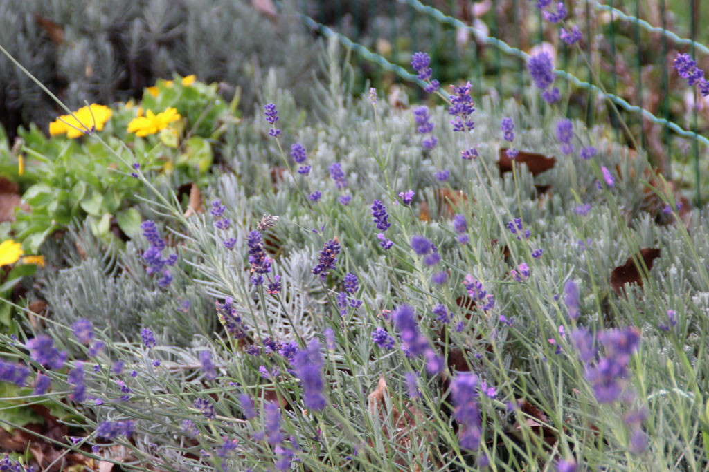 Lavendel im November 