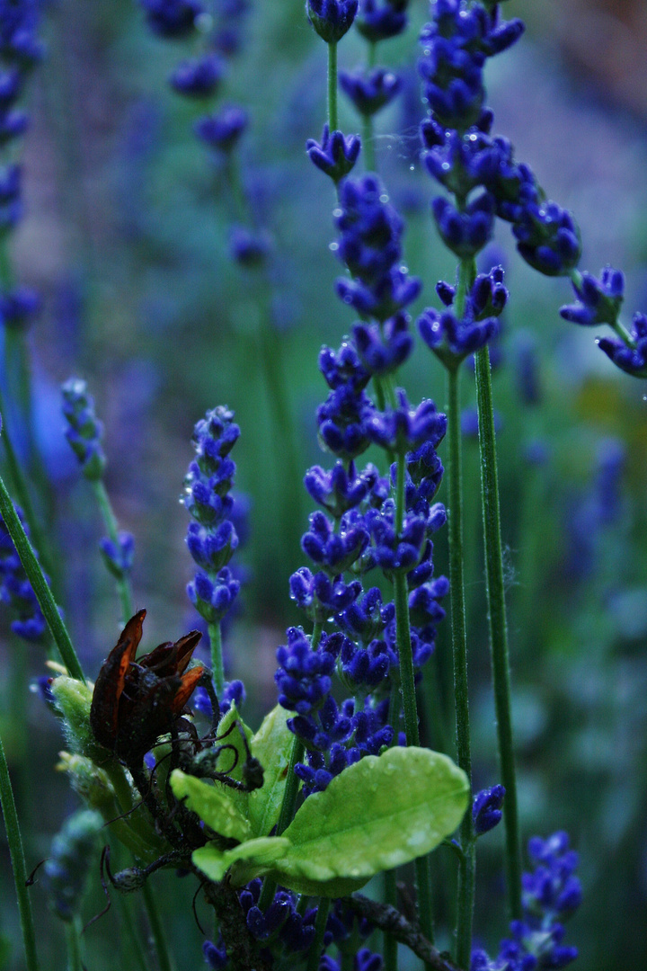 Lavendel im Regen