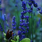 Lavendel im Regen