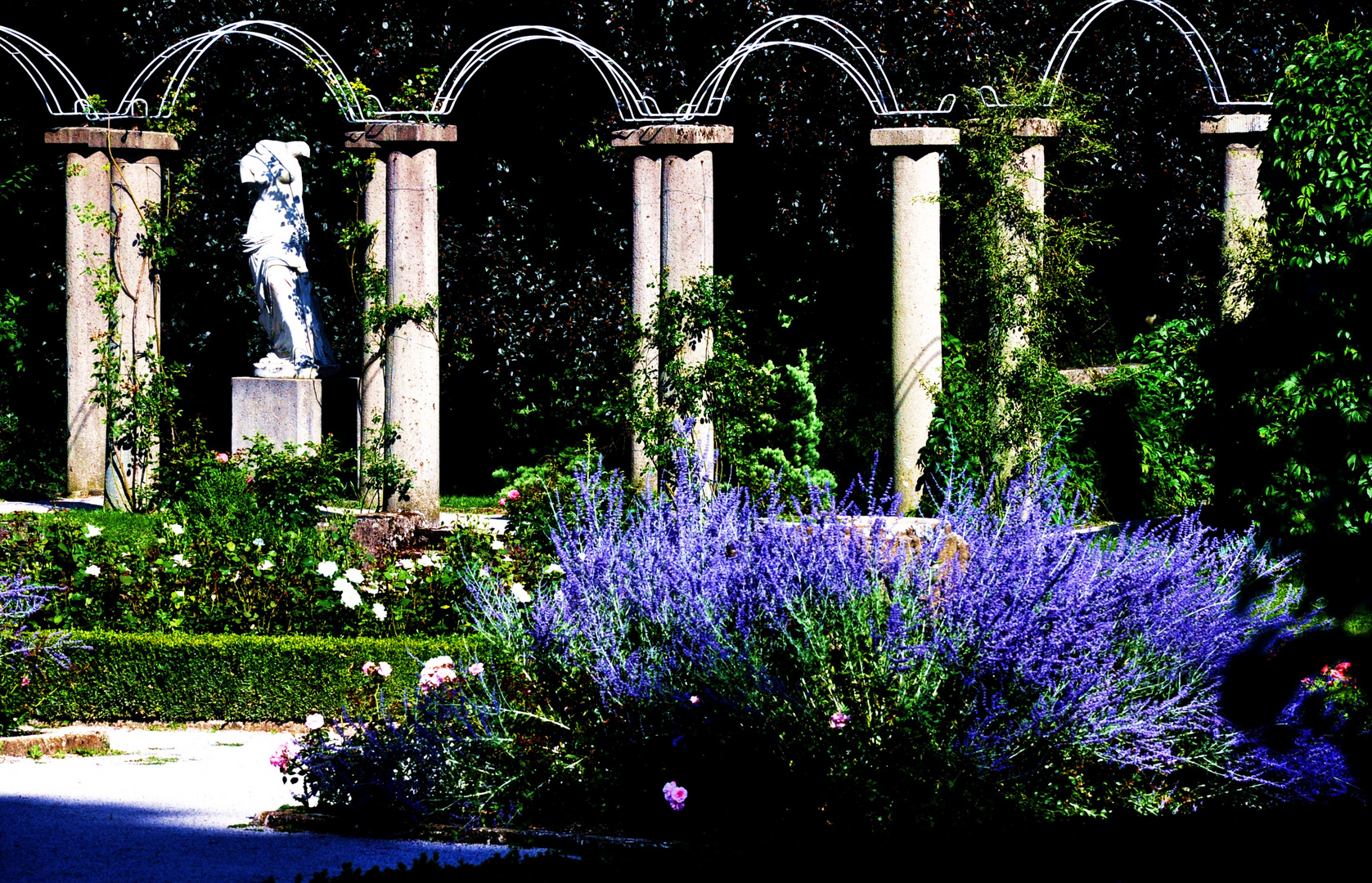 Lavendel im Rosengarten