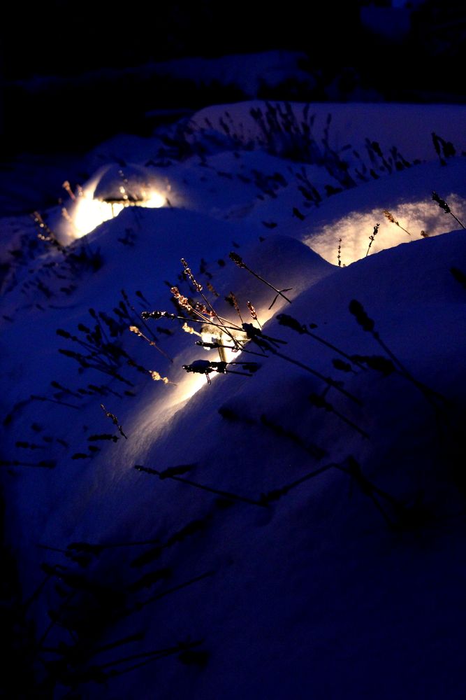 Lavendel im Schnee von Stefan Udersbach 