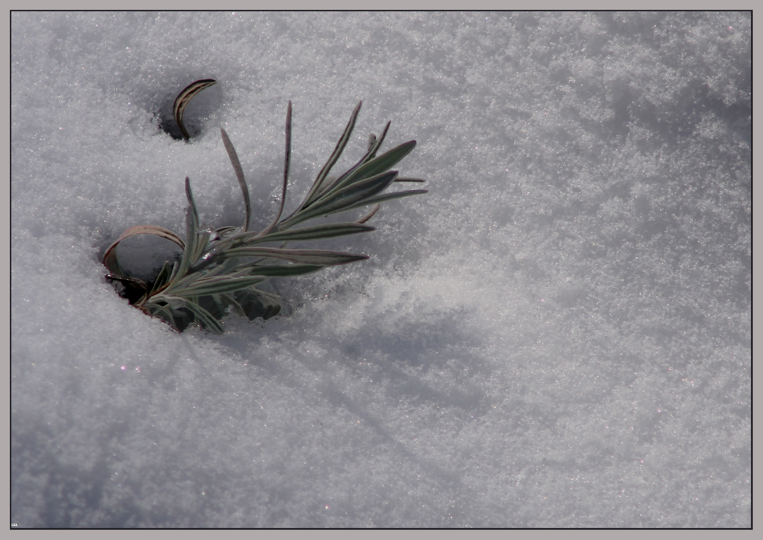 Lavendel im Schnee