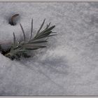 Lavendel im Schnee