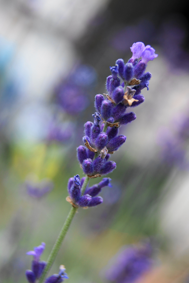 Lavendel im Sommer