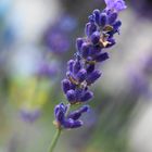 Lavendel im Sommer