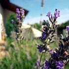 Lavendel im Sommer