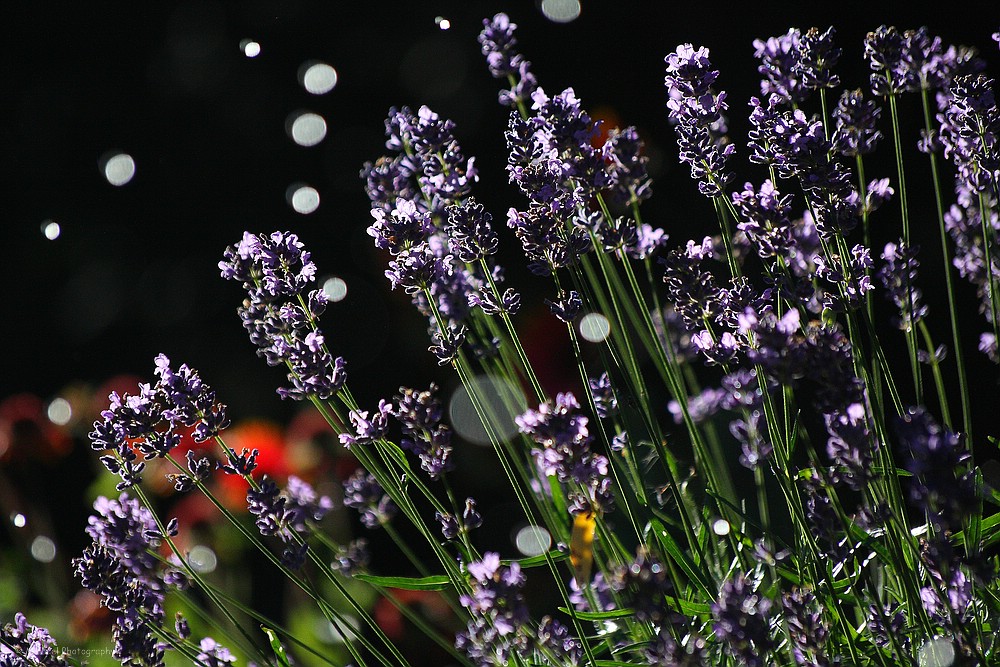 Lavendel im Sommerregen