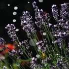 Lavendel im Sommerregen