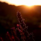 Lavendel im Sonnenschein