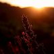 Lavendel im Sonnenschein