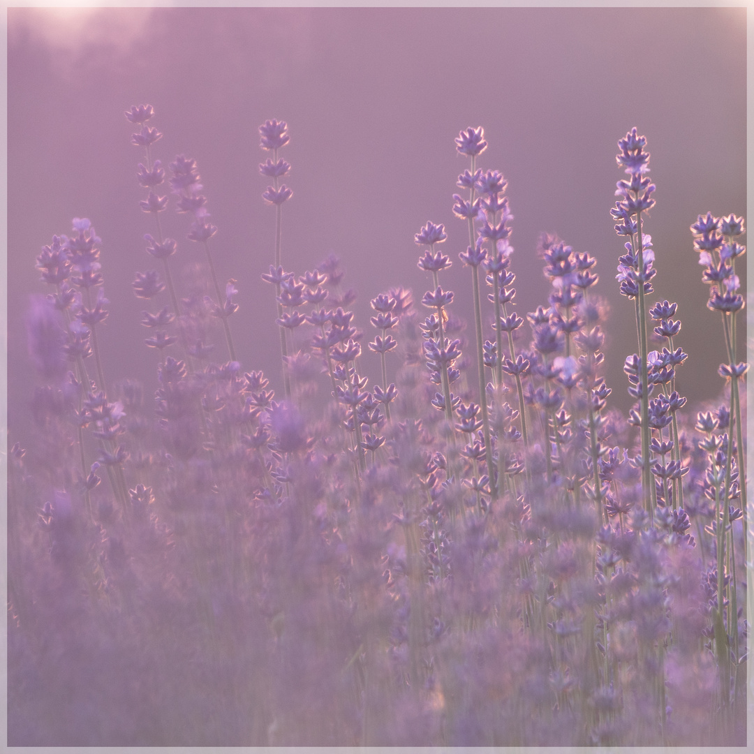 Lavendel im Sonnenuntergang