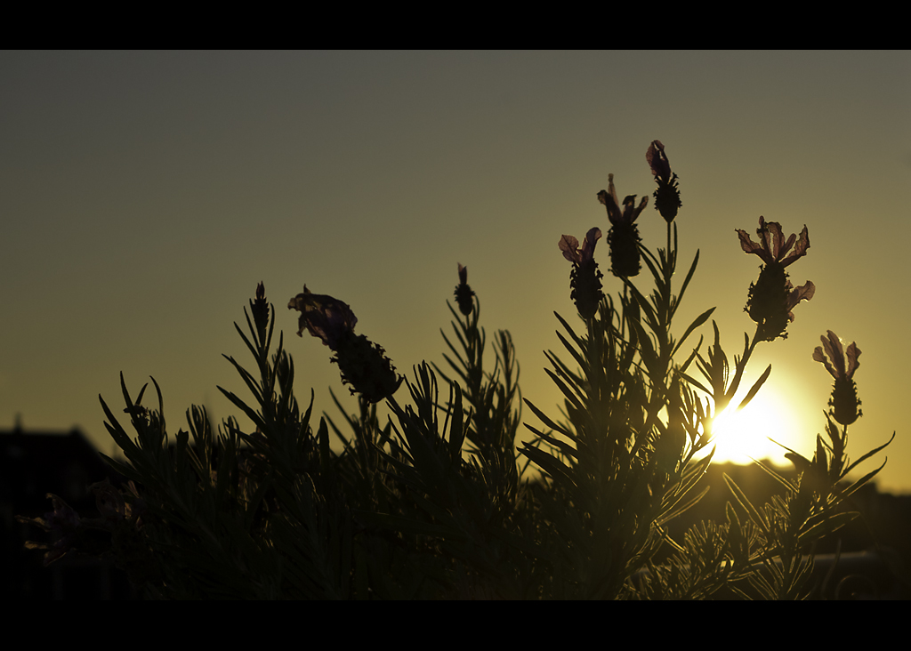 Lavendel im Sonnenuntergang