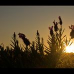 Lavendel im Sonnenuntergang