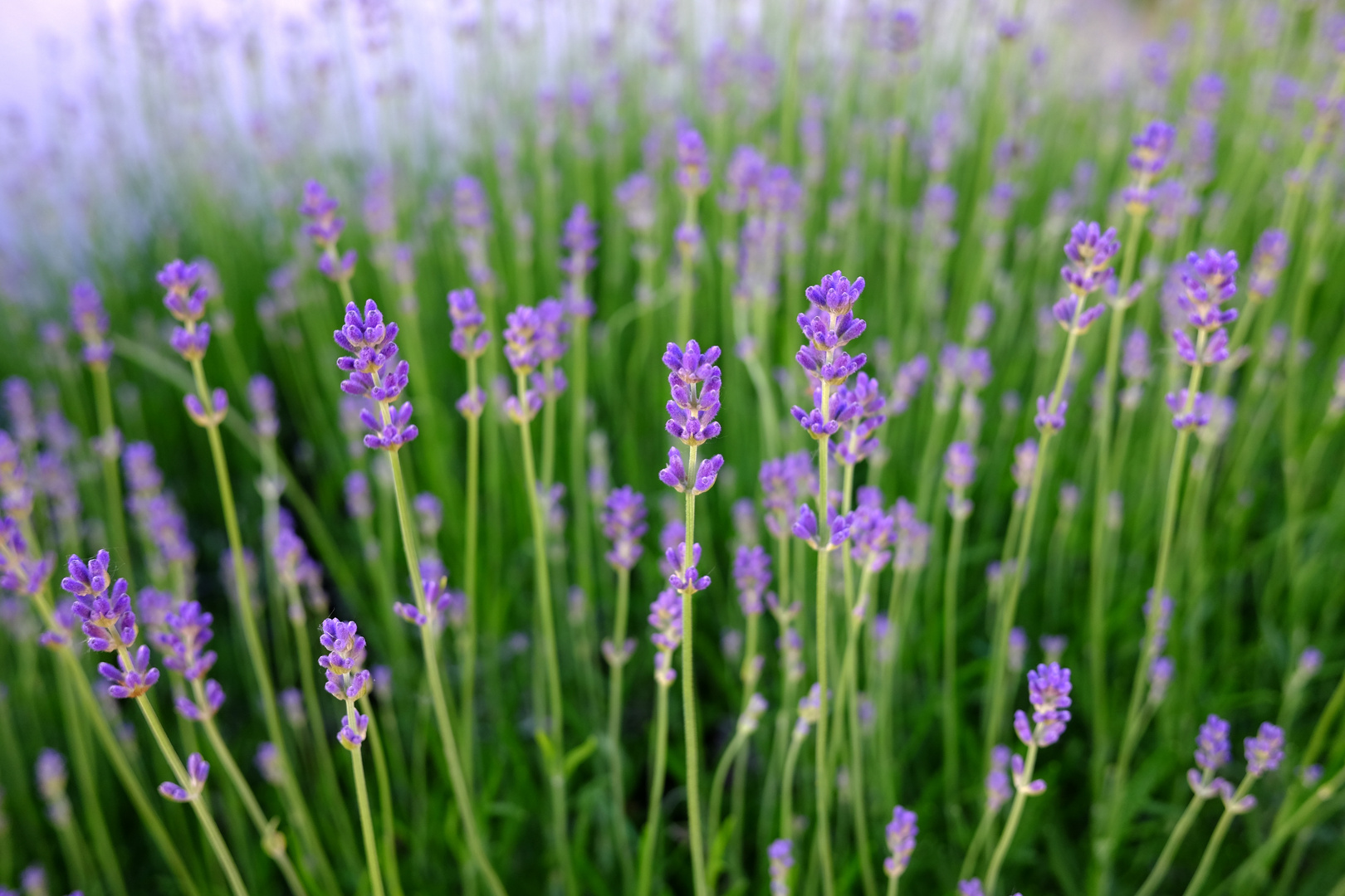 Lavendel im Sonnenuntergang