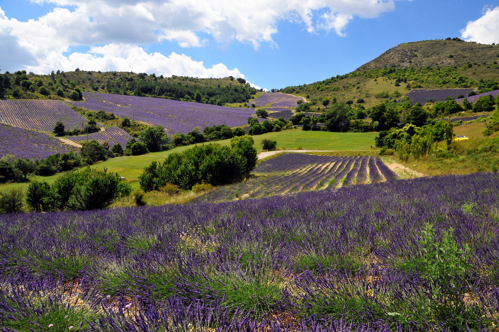 Lavendel im Überfluß