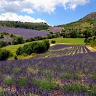 Lavendel im Überfluß