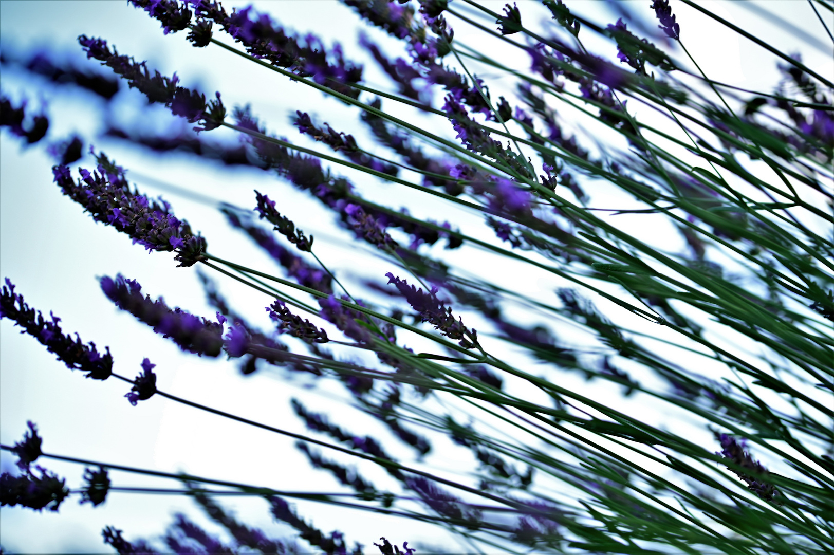 Lavendel im Wind