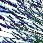 Lavendel im Wind