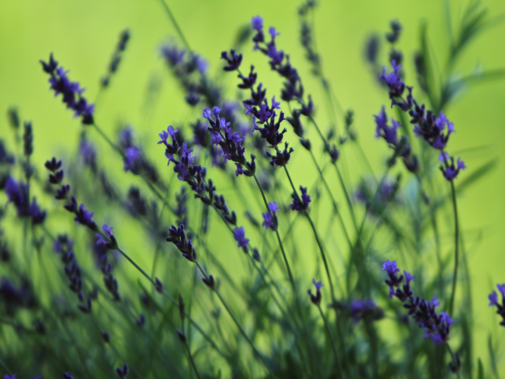 Lavendel im Wind