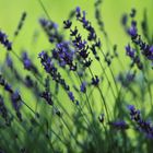 Lavendel im Wind